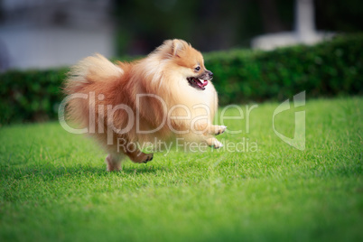 Pomeranian dog running on the lawn