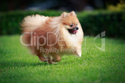 Pomeranian dog running on the lawn