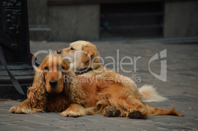 zwei hunde in stadt