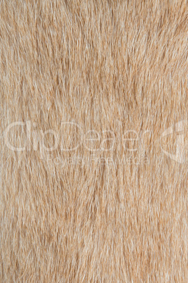 Dog fur textures