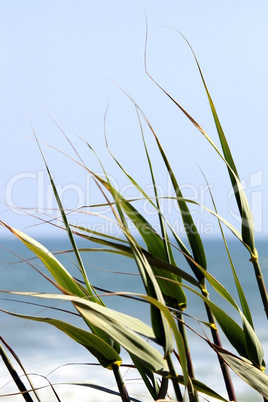 Reed by the Ocean