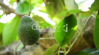 Avocado hass fruit hanging at branch of tree in a plantation