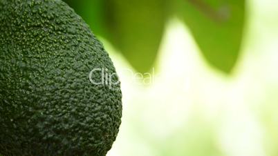 Avocado hass fruit and peduncle hanging at tree in a plantation of fruit trees in close up