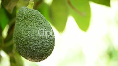 Avocado hass fruit and peduncle hanging at tree in a plantation of fruit trees in close up