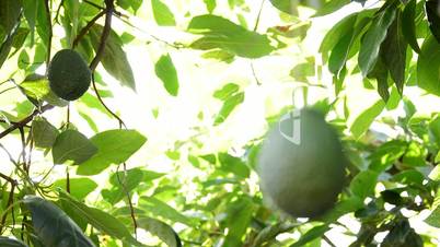 Avocado hass fruit hanging at branch of tree in a plantation