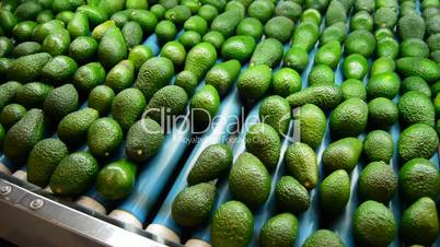 Avocado fruit rolling in linepack industry