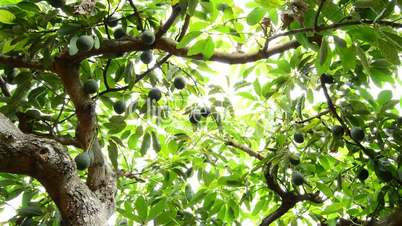 Avocado fruit hanging at branch of tree in a plantation panoramic