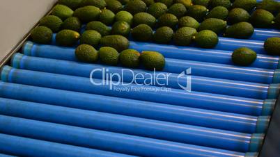 Avocados pieces fruit rolling in packaging line