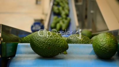 Avocados pieces fruit rolling in packaging line