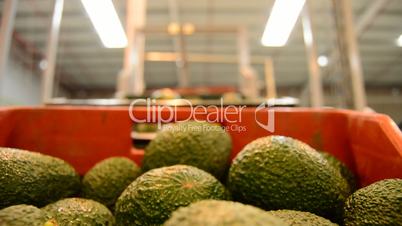 Avocado hass in packaging line