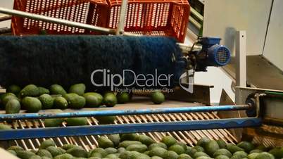 Avocado fruit rolling in linepack industry