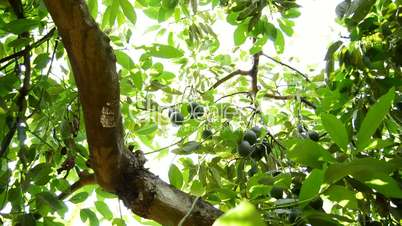 Avocados fruit hanging in tree