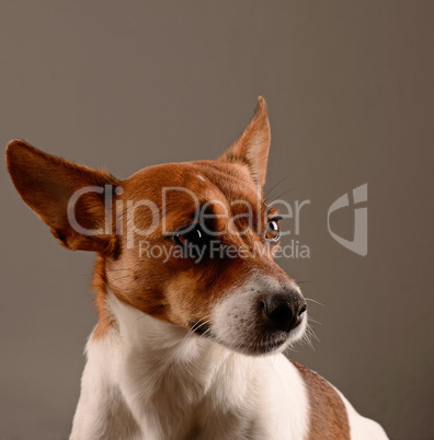 Jack Russel Terrier