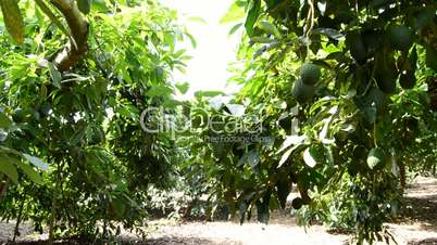 Avocados tree tilt