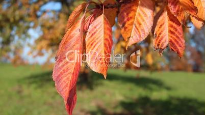 Bunte Herbstblätter im Wind