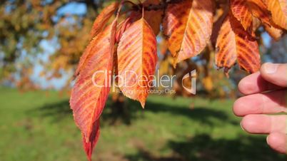 Hand greift nach bunten Herbstblättern