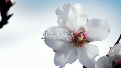 Beautiful almond blossom
