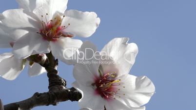 Beautifuls almond blossoms