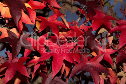 Herbstfarben