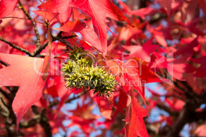 Herbstfarben