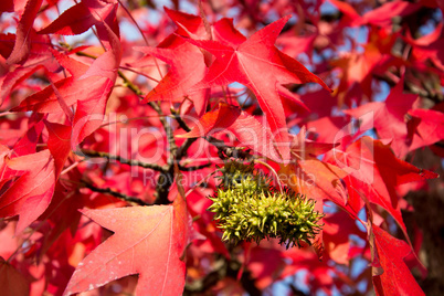 Herbstfarben