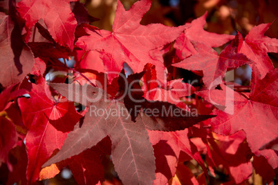 Herbstfarben Herbstfarben