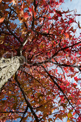 Herbstfarben