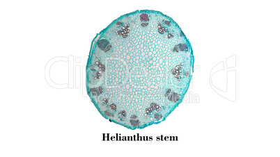 Heliansthus stem micrograph