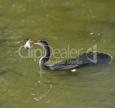 Anhinga Feeding