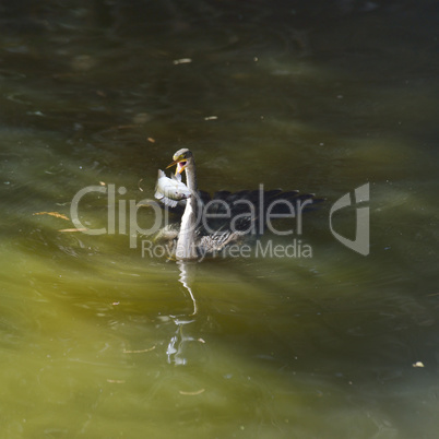 Anhinga Feeding