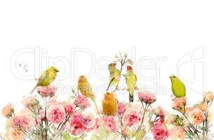 Flowers And Birds