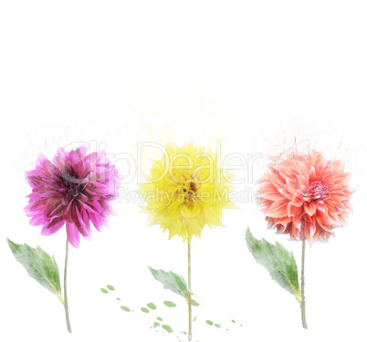 Dahlia Flowers