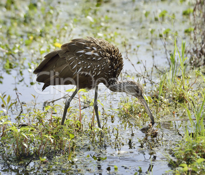 Limpkin Bird