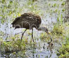 Limpkin Bird