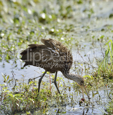 Limpkin Bird