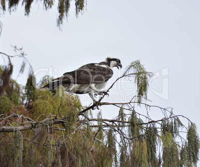 Osprey