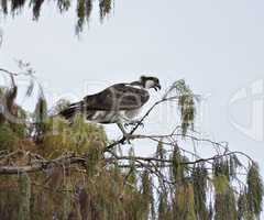 Osprey