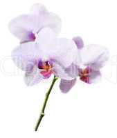 Purple Orchid Flower