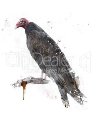 Turkey Vulture