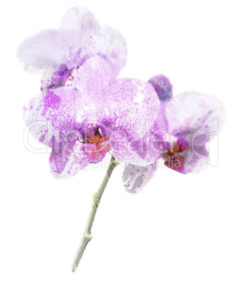 Purple Orchid Flower