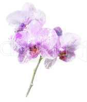 Purple Orchid Flower