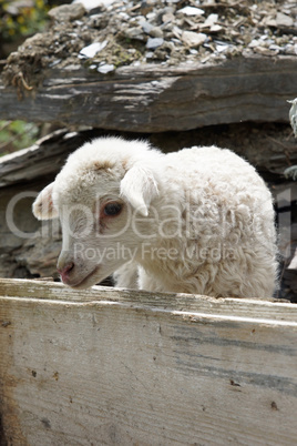 Lamm auf einer Farm in Swanetien, Georgien, Europa
