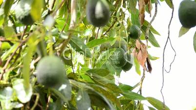 Harvest avocados fruit in a plantation of fruit trees