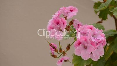 Flower in a andalusian balcony