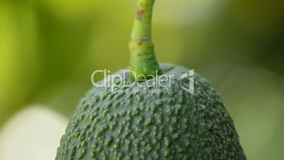 Hass avocados hanging in close up
