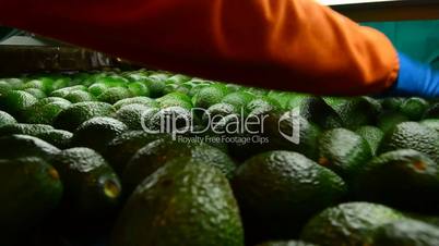 Hass avocados in packaging line