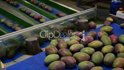Mangoes fruit industrial packaging chain