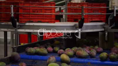 Mangoes fruit chain packaging industrial