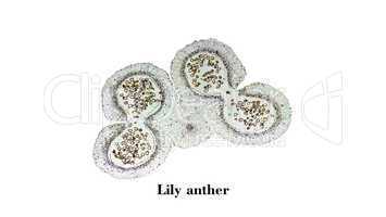 Lily anther micrograph