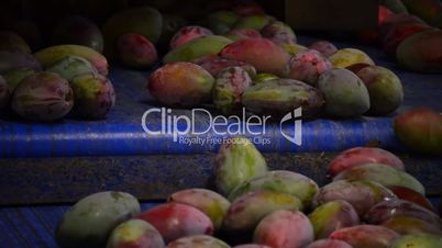 Mangoes fruit industrial packaging chain